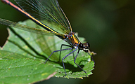 Banded demoiselle (female, Calopteryx splendens)